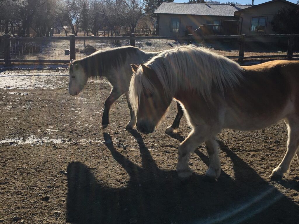 Horse of Horse Sense Healing
