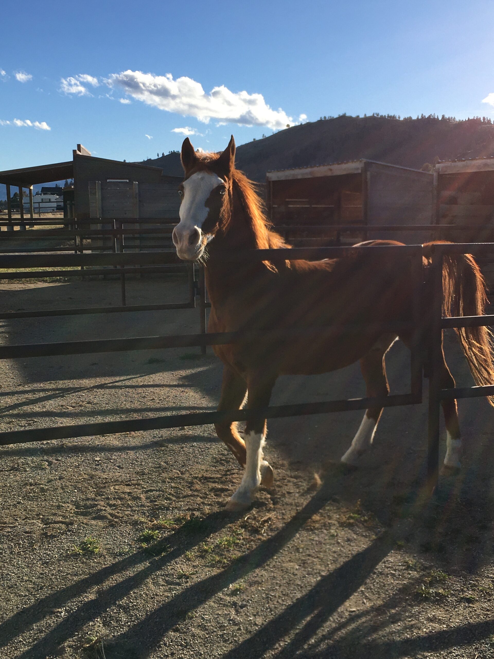 Frank, Horse of Horse Sense Healing