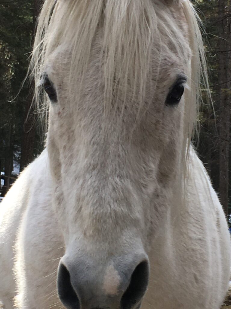 Jett Horse of Horse Sense Healing