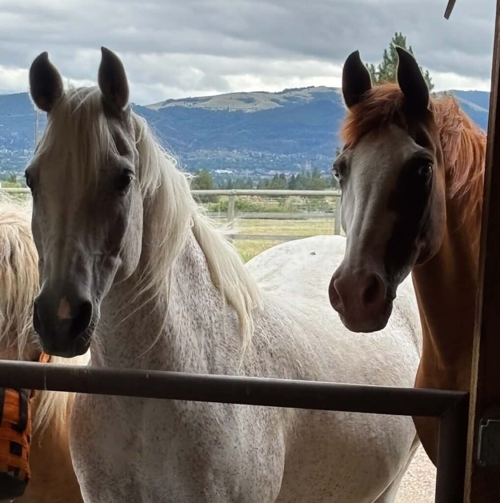 Frank and Jett at Horse Sense Healing