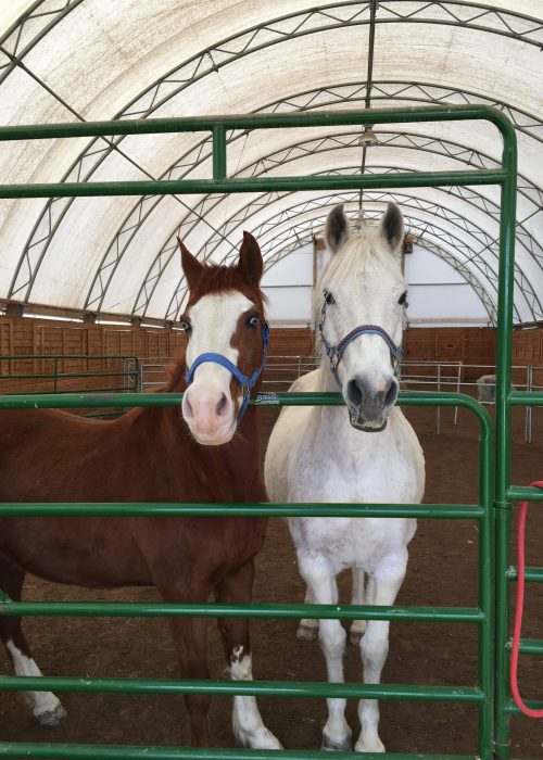 Horse Sense Healing Horses